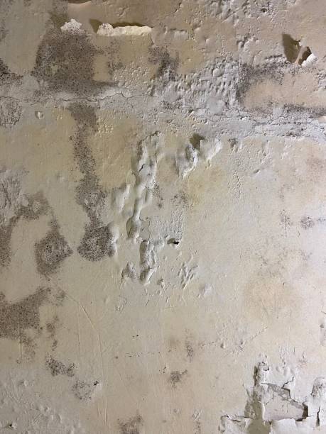 Best Attic Mold Removal  in Dilworthtown, PA