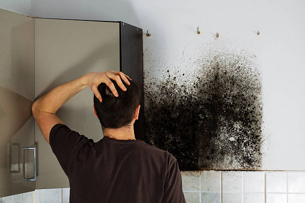 Professional Mold Removal in Dilworthtown, PA