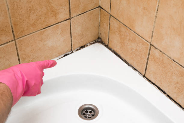 Best Residential Mold Removal  in Dilworthtown, PA